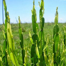 Carqueja plant shop now superfoods