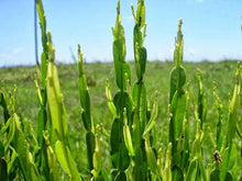 Carqueja plant