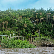 Açai oil -Euterpe oleracea