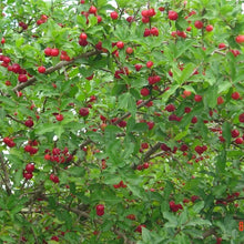 Camu Camu berry shop now superfoods