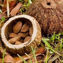 Brazil Nut oil