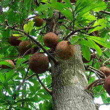 Brazil Nut