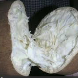 Cupuaçu Butter