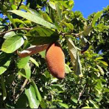 Cupuaçu tree