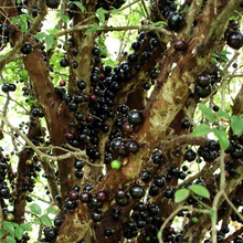 Jabuticaba Berry   Organic - Fair-Trade - Cruelty- free - Premium Superfood - Vegan