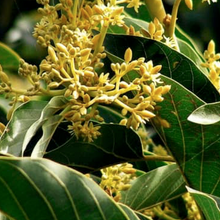 Muira Puama -Ptychopetalum olacoides - Boost Memory, fights anxiety, anti-depressant