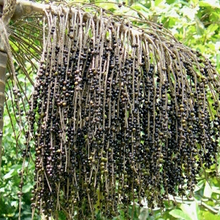 Acai Berry- Euterpe oleracea