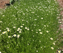 Chamomile Plant