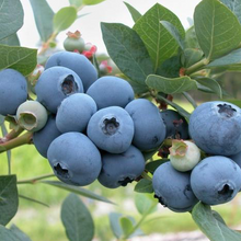 Blueberry - Cyanococcus shop now superfoods