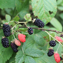 Blackberry shop now superfoods