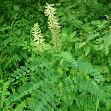 Astragalus herb - shop now