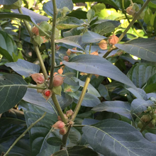 Ashwagandha - Withania somnifera shopnow