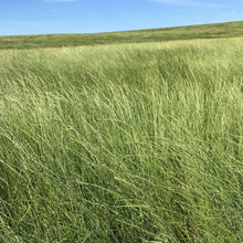 Shop Wheatgrass - Thinopyrum intermedium  Organic - Fair-Trade - Cruelty- free - Premium Superfood - Vegan