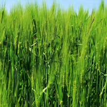 barley detox shop now