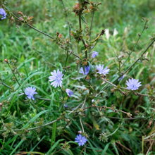 Chicory Plant shop now superfoods