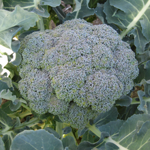 Broccoli shop now superfoods