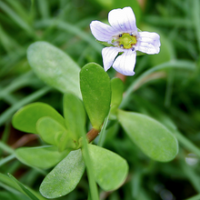 Bacopa Monnieri Plant