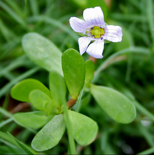 Brahmi - Bacopa Monnieri
