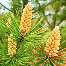 Pine pollen to buy