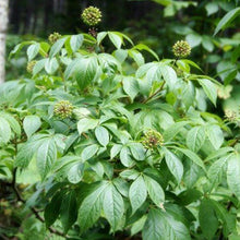 Siberian Ginseng - Eleuthero Root  Organic - Fair-Trade - Cruelty- free - Raw - Premium Superfood - Vegan