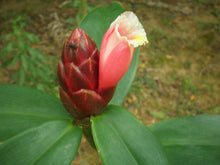Chapeu de couro - Echinodorus grandiflorus