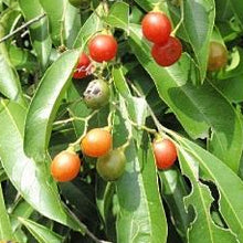 Cha de bugre fruit shop now superfoods