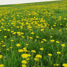 dandelion herb shop now