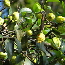 garcinia weight loss, anxiety