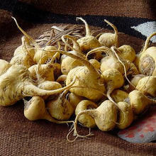Maca root - Lepidium meyenii