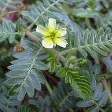 tribulus terrestris shop now
