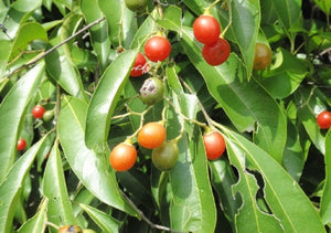 Porangaba - Cha de Bugre - Cordia salicifolia - Weightloss -Energy