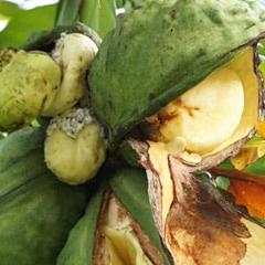 Kola Nut - Cola Acuminata  Organic - Fair-Trade - Cruelty- free -