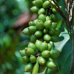 green coffee  Organic - Fair-Trade - Cruelty- free  - Vegan 