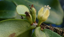 Catuaba - Erythroxylum vacciniifolium Plant