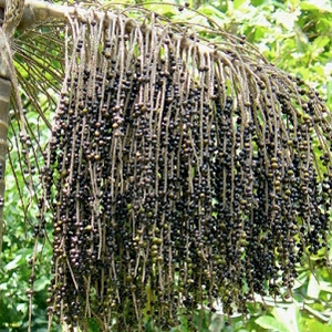 Acai Berry- Euterpe oleracea