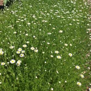 Chamomile Plant  We sell 100% natural pure Chamomile Powder from Brazil.