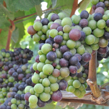 grapes  Organic - Fair-Trade - Cruelty- free  - Vegan 
