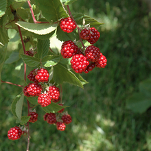 Raspberry - Rubus idaeus  Organic - Fair-Trade - Cruelty- free - Premium Superfood - Vegan