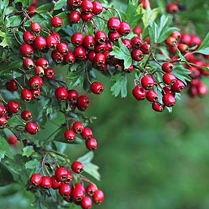 Hawthorn berry - Crataegus laevigata - Crataegus monogyna  Organic - Fair-Trade - Cruelty- free  - Vegan 