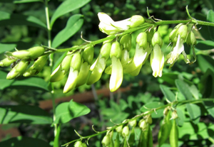 Astragalus - Astragalus membranaceus
