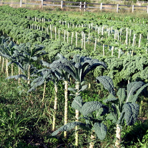 Kale -  Brassica oleracea var. sabellica  Organic - Fair-Trade - Cruelty- free - Premium Superfood - Vegan
