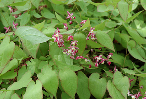 Epimedium Leaf - Horny goat - Epimedium grandiflorum