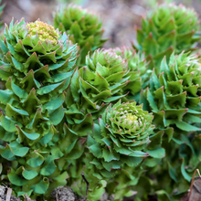 rhodiola plant, Adaptogenic and central nervous system 