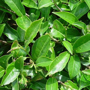 Green tea -  Camellia sinensis  Organic - Fair-Trade - Cruelty- free - Raw - Premium Superfood - Vegan