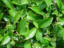 Green tea -  Camellia sinensis
